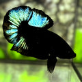 Blacklight Turquoise Green HMPK Betta Fish Male