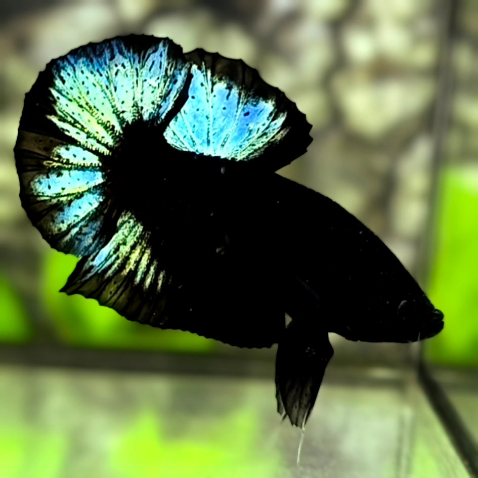 Blacklight Turquoise Green HMPK Betta Fish Male