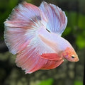 Pink Halfmoon Betta Fish Male