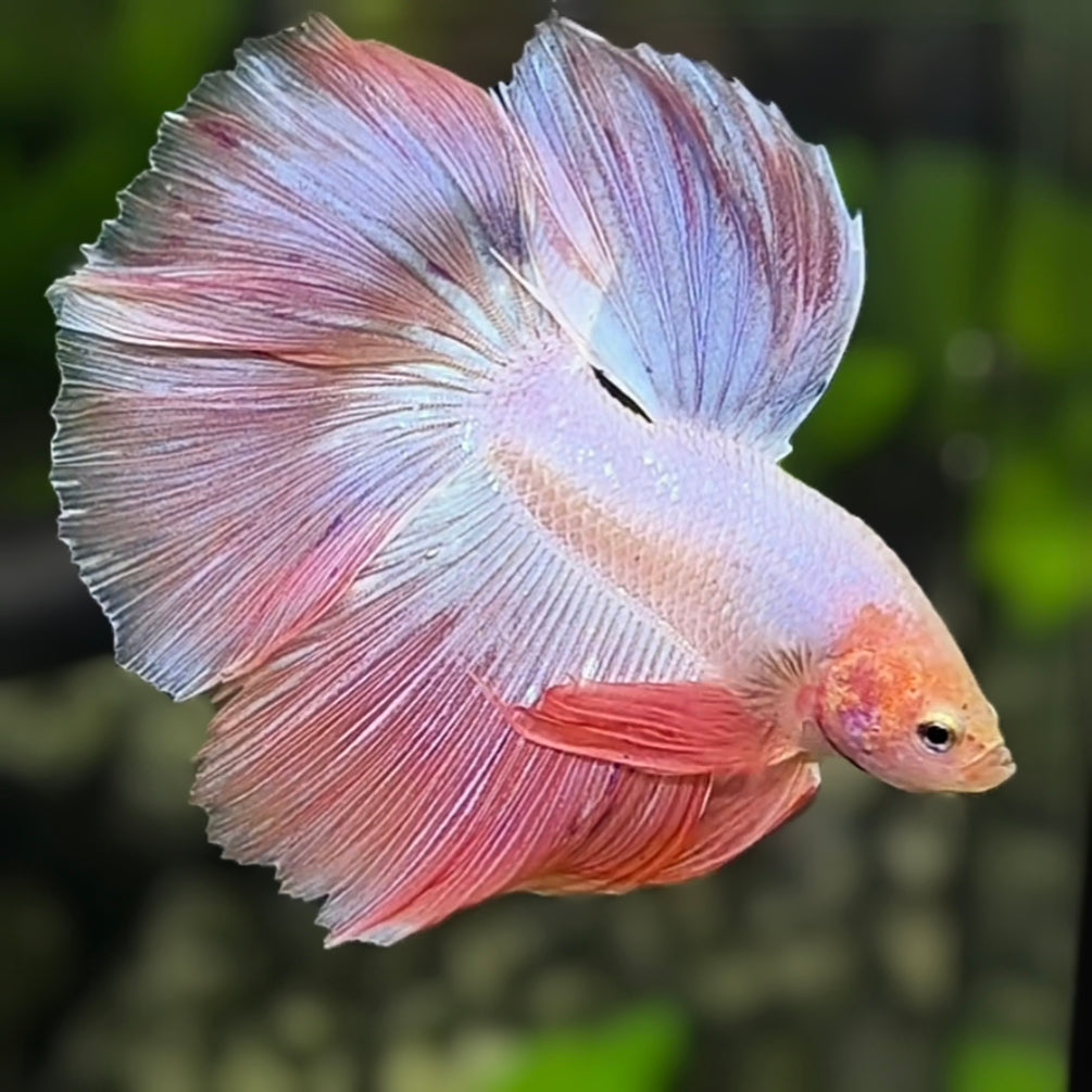 Pink Halfmoon Betta Fish Male