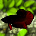 Black Light Red Devil HMPK Betta Fish Male
