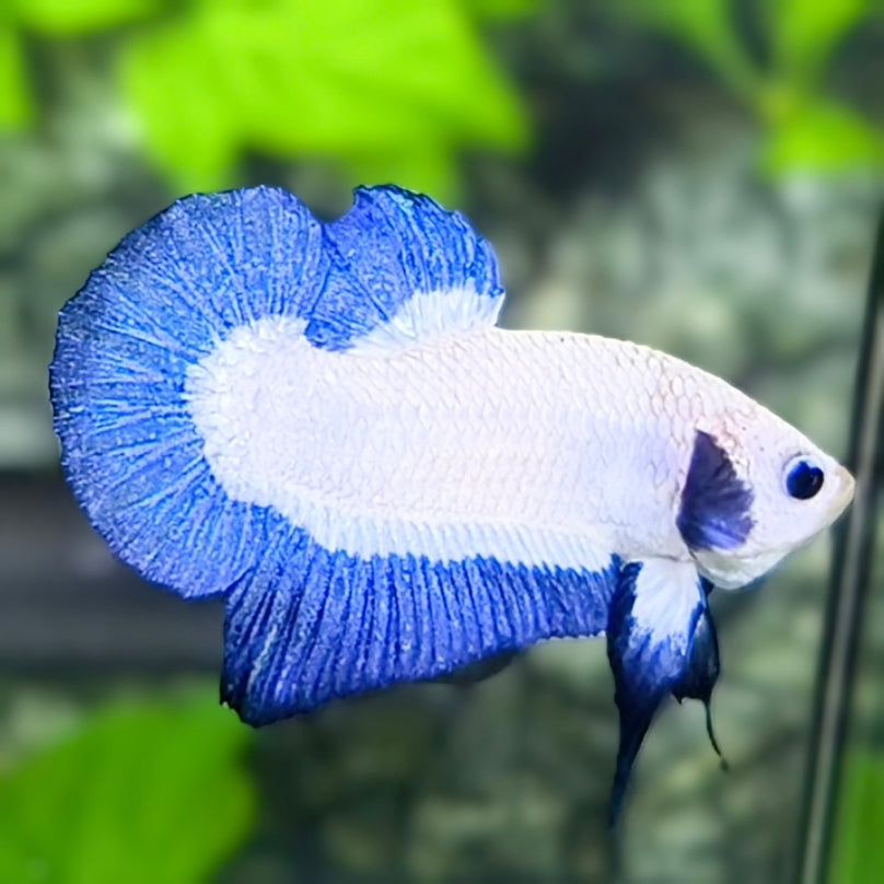 Blue Ears Bicolor Blue Rim HMPK Betta Fish Male