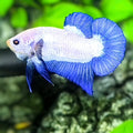 Blue Rim HMPK Betta Fish Male