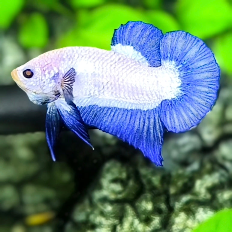 Blue Rim HMPK Betta Fish Male