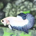 Steel Blue Rim HMPK Betta Fish Male
