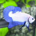 Blue Ears Bicolor Blue Rim HMPK Betta Fish Male