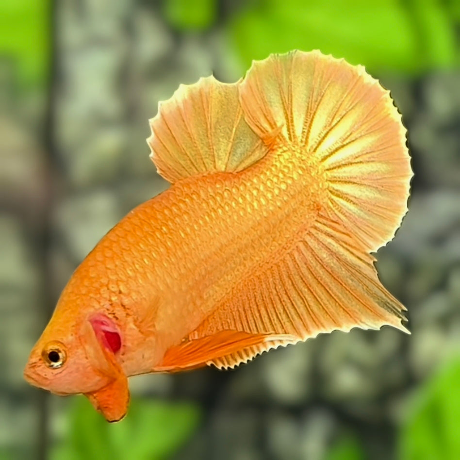 Solid Super Gold 24K HMPK Betta Fish Male