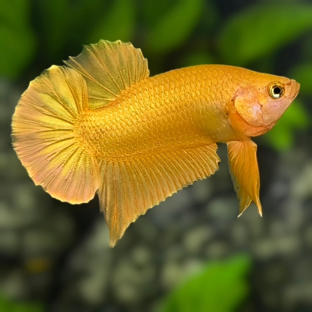 Solid Super Gold 24K HMPK Betta Fish Male