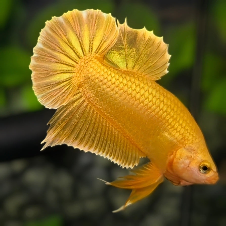 Solid Super Gold 24K HMPK Betta Fish Male