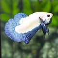 Steel Blue Rim HMPK Betta Fish Male