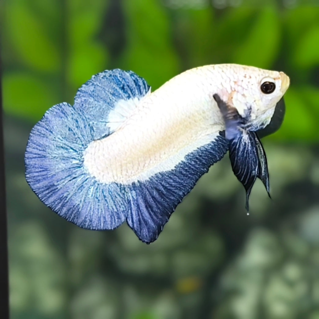 Steel Blue Rim HMPK Betta Fish Male
