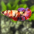 Red Koi Copper Purple Gold Galaxy HMPK Betta Fish Female For Sorority / Breed #RKC