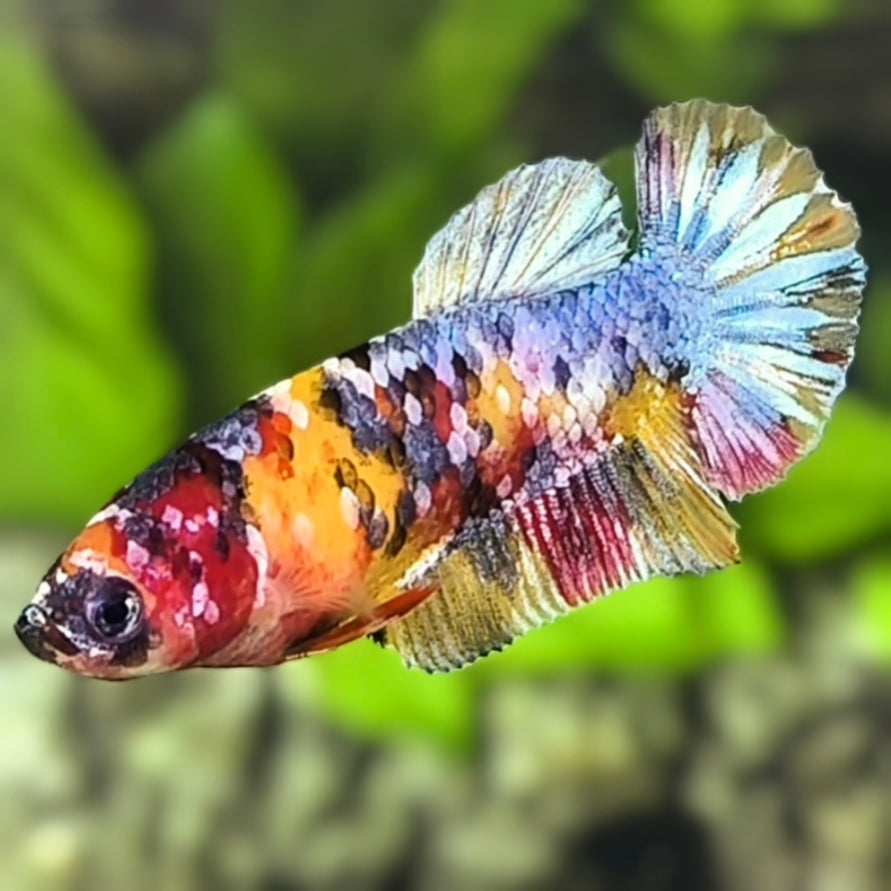 Yellowbase Multicolor Galaxy HMPK Betta Fish Female For Sorority / Breed