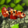 Red Koi Tiger Copper Gold Galaxy HMPK Betta Fish Female For Sorority / Breed #RKC