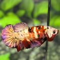 Red Koi Copper Purple Gold Galaxy HMPK Betta Fish Female For Sorority / Breed #RKC