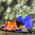 Multicolor Galaxy HMPK Betta Fish Female For Sorority / Breed