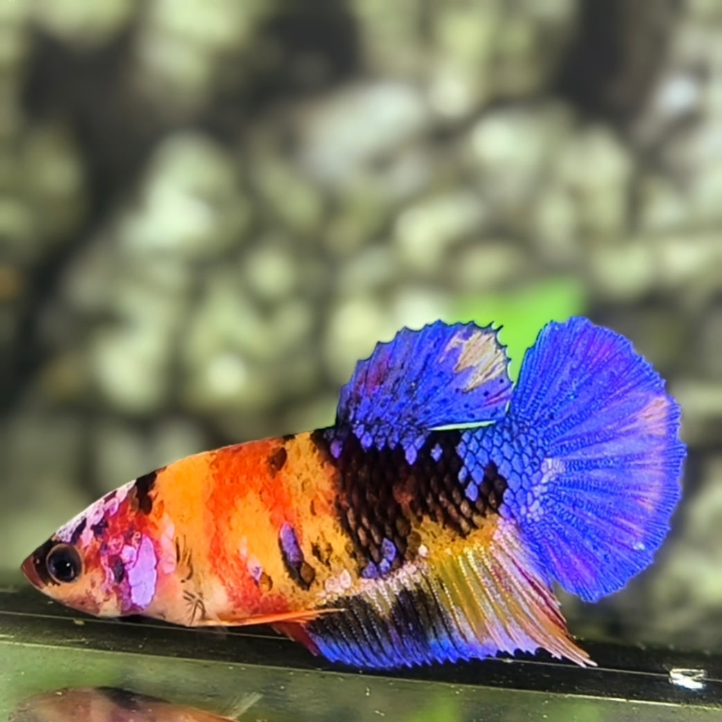 Multicolor Galaxy HMPK Betta Fish Female For Sorority / Breed