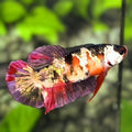 Red Koi Copper Purple Gold Galaxy HMPK Betta Fish Female For Sorority / Breed #RKC