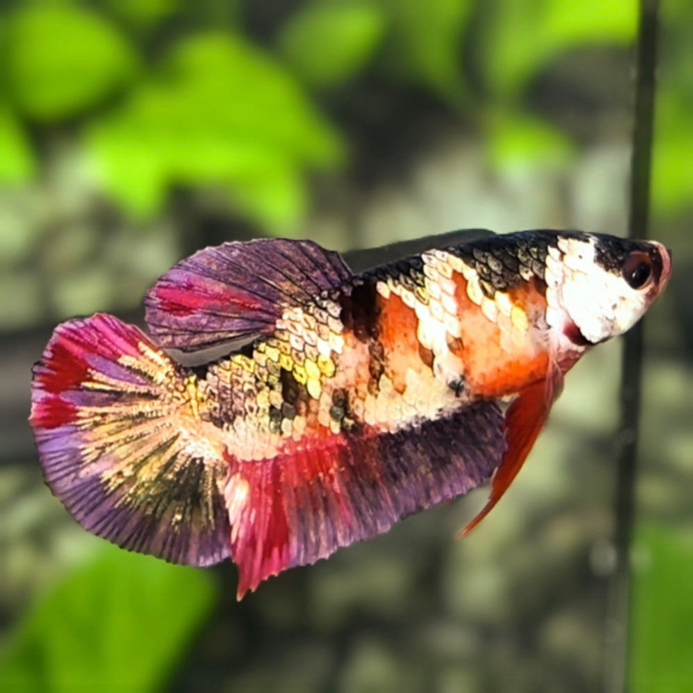 Red Koi Copper Purple Gold Galaxy HMPK Betta Fish Female For Sorority / Breed #RKC