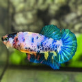 Green Fancy HMPK Betta Fish Female For Sorority / Breed