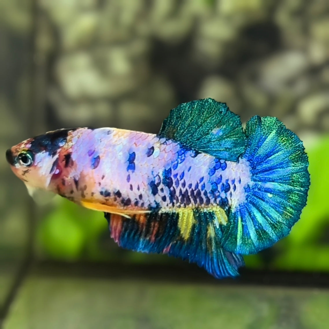 Green Fancy HMPK Betta Fish Female For Sorority / Breed
