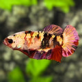 Red Koi Copper Purple Gold Galaxy HMPK Betta Fish Female For Sorority / Breed #RKC