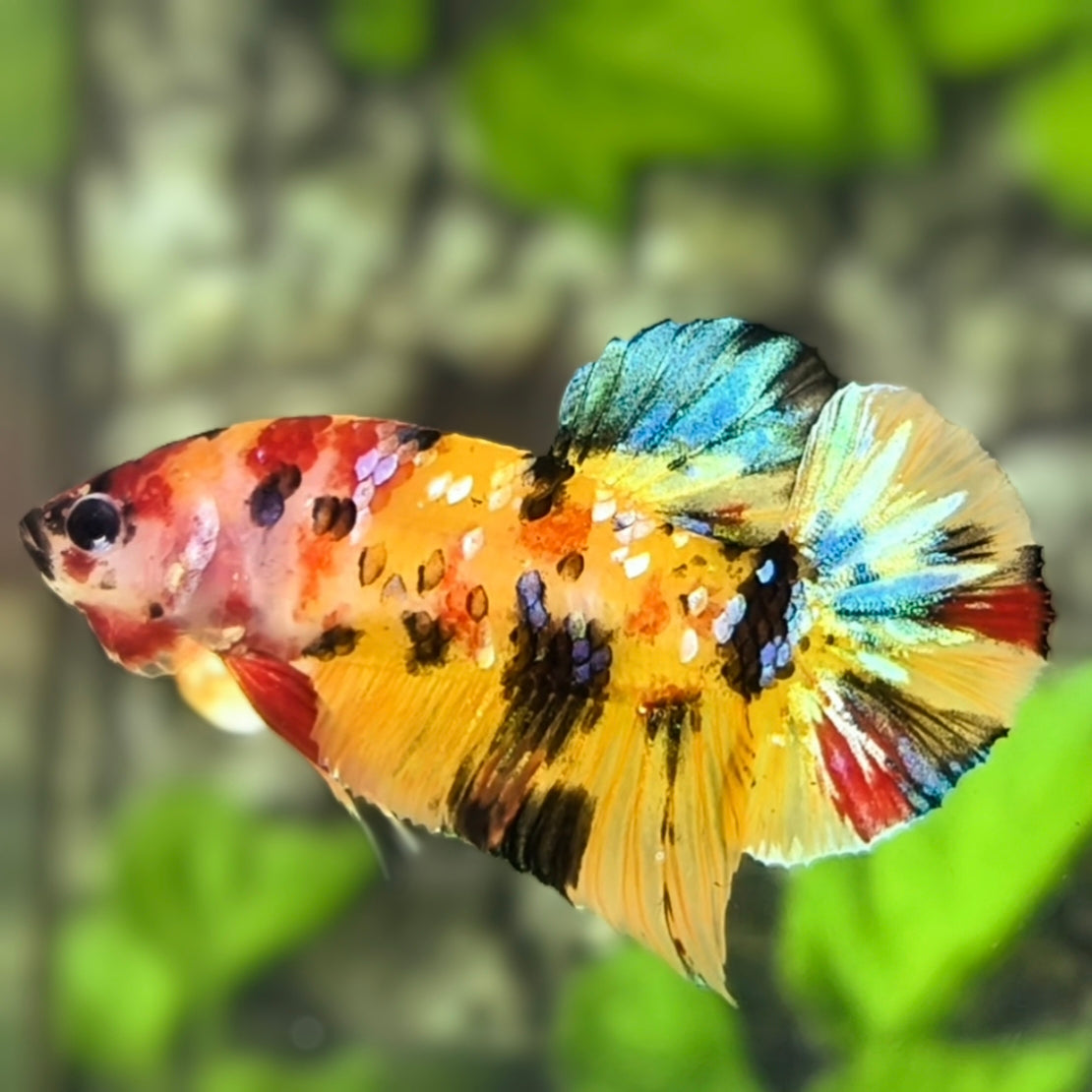 Yellowbase Multicolor Tiger Galaxy HMPK Betta Fish Female For Sorority / Breed