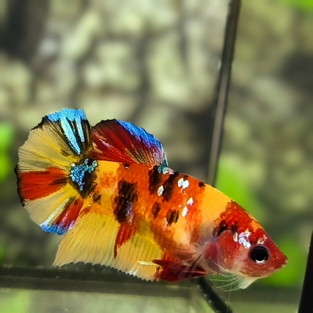 Yellowbase Nemo Koi Galaxy HMPK Betta Fish Female For Sorority / Breed