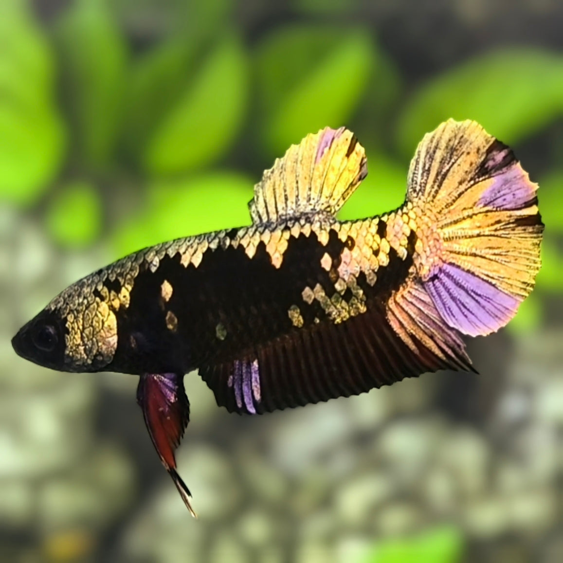 Avatar Blackstar Copper Purple Gold HMPK Betta Fish Female For Sorority / Breed