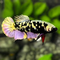 Avatar Blackstar Copper Purple Gold HMPK Betta Fish Female For Sorority / Breed