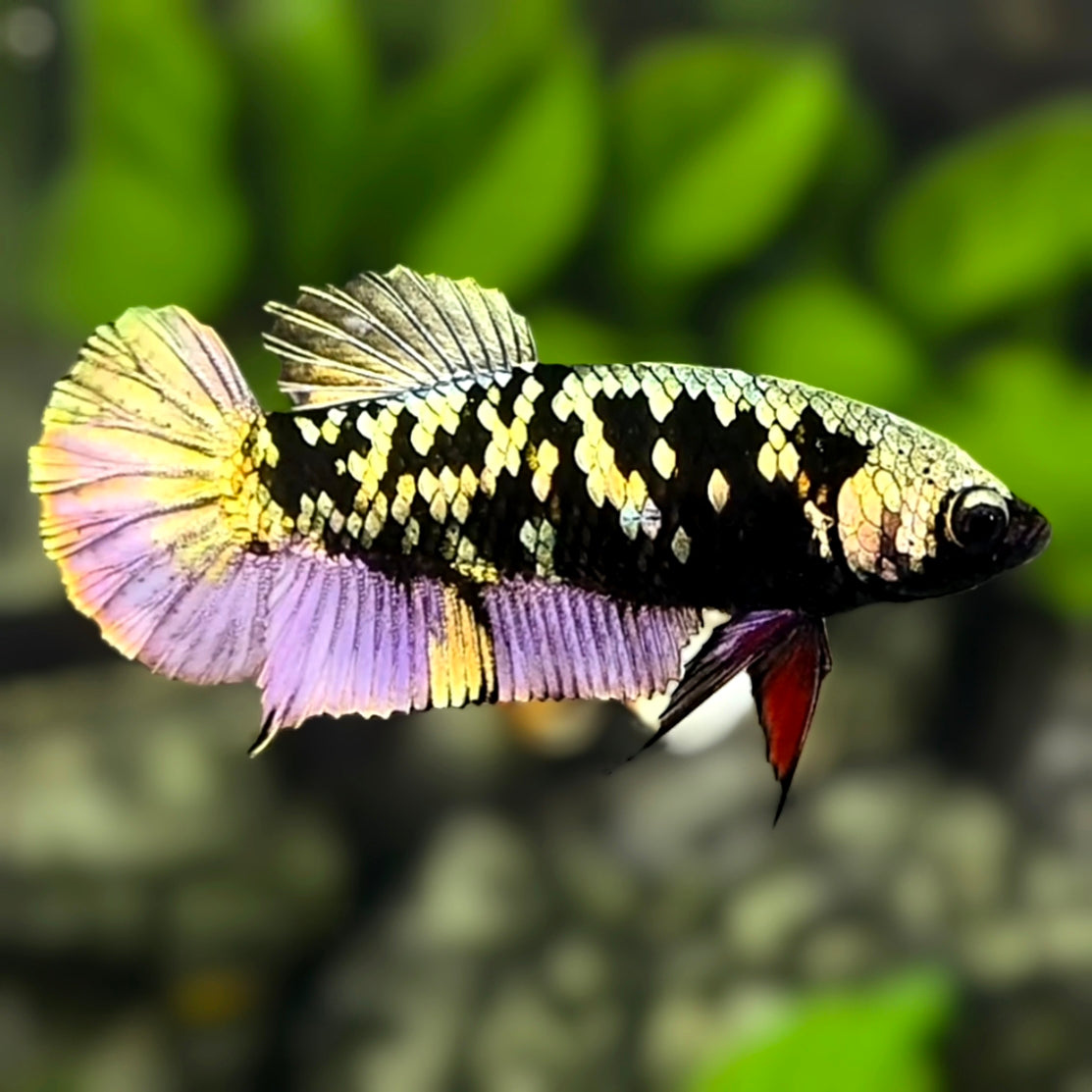 Avatar Blackstar Copper Purple Gold HMPK Betta Fish Female For Sorority / Breed
