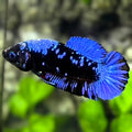 Avatar Blackstar Blue HMPK Betta Fish Female For Sorority / Breed