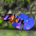 Blue Tiger Koi Galaxy HMPK Betta Fish Female For Sorority / Breed