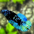 Avatar Blackstar Turquoise HMPK Betta Fish Female For Sorority / Breed