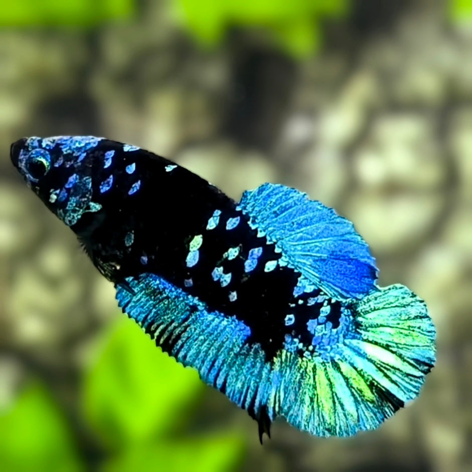 Avatar Blackstar Turquoise HMPK Betta Fish Female For Sorority / Breed