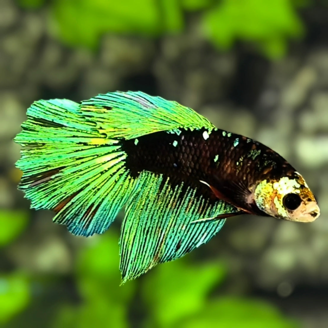 Avatar Blackstar Shimmer Green Halfmoon Betta Fish Female For Sorority / Breed