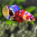 Multicolor Candy Galaxy HMPK Betta Fish Female For Sorority / Breed
