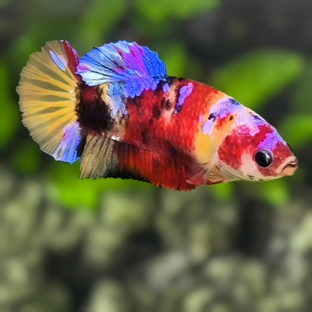 Multicolor Candy Galaxy HMPK Betta Fish Female For Sorority / Breed