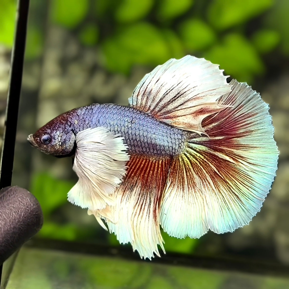 Super Dumbo Ears Purple Red Butterfly Halfmoon Betta Fish Male