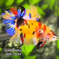 Yellowbase Multicolor Koi JUMBO GIANT HMPK Male