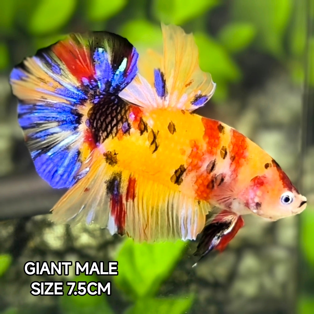 Yellowbase Multicolor Koi JUMBO GIANT HMPK Male