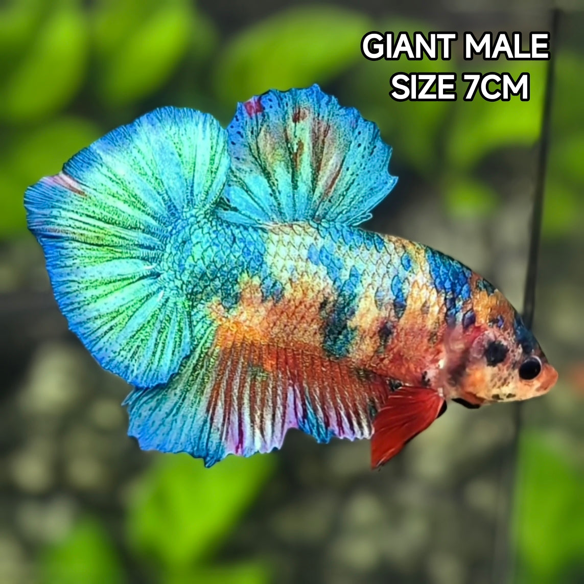 Multicolor Metalic Green JUMBO GIANT HMPK Betta Fish Male