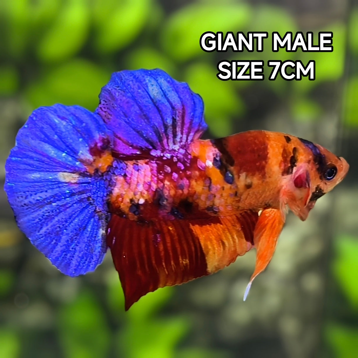 Multicolor Candy Galaxy JUMBO GIANT HMPK Betta Fish Male