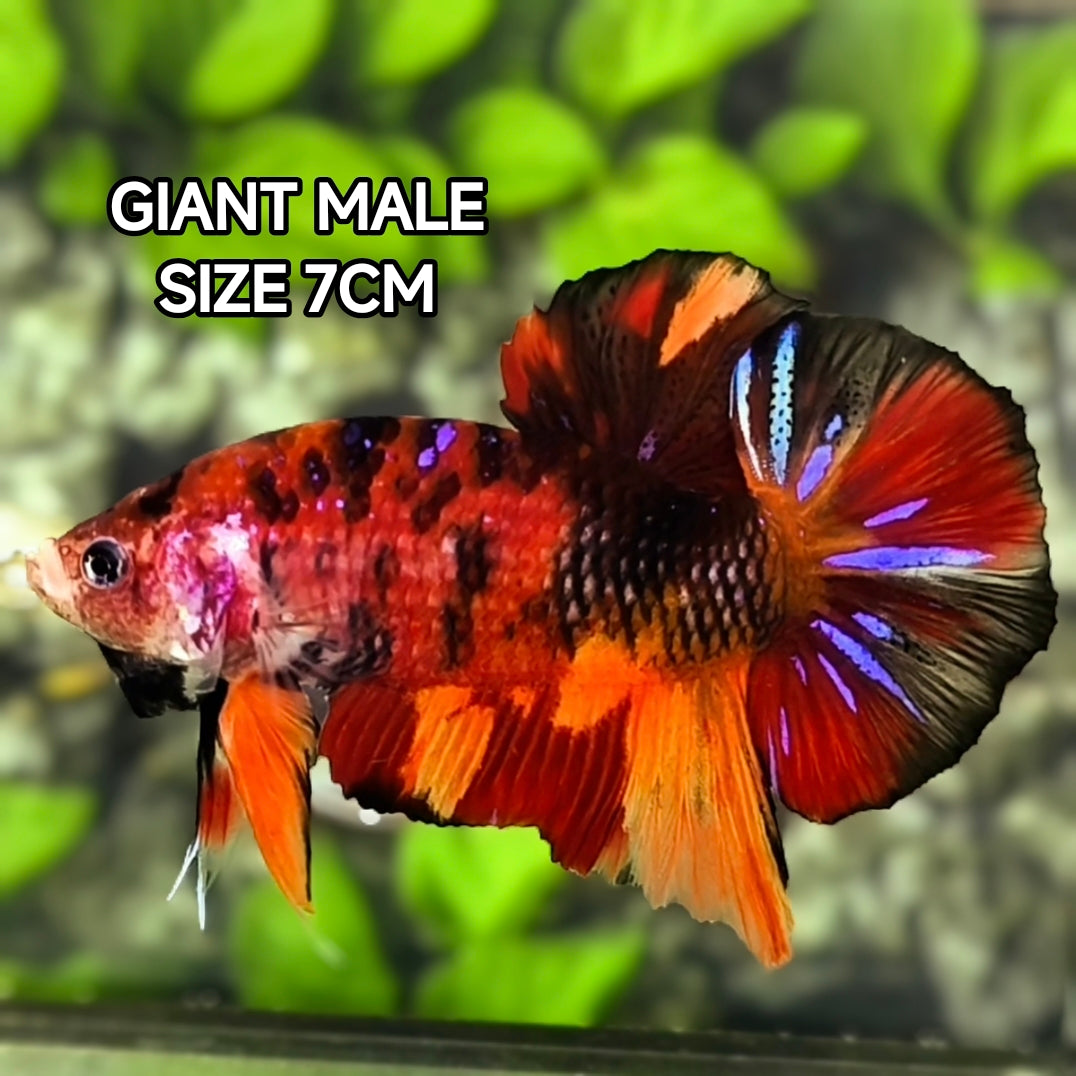 Multicolor Red Tiger Koi JUMBO GIANT HMPK Betta Fish Male