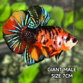Multicolor Red Tiger Koi JUMBO GIANT HMPK Betta Fish Male