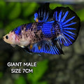 Blue Koi Startail JUMBO GIANT HMPK Betta Fish Male