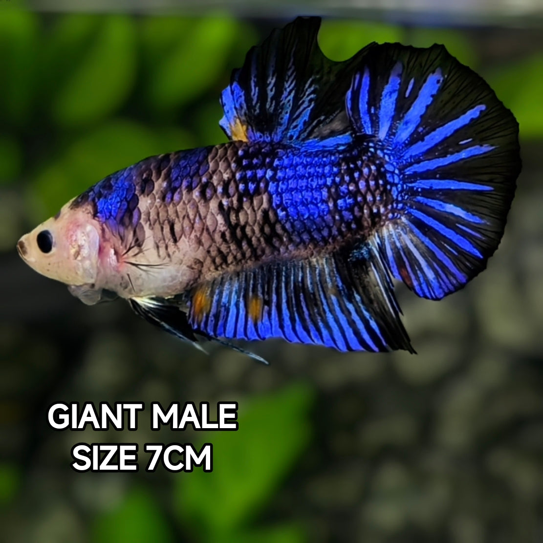 Blue Koi Startail JUMBO GIANT HMPK Betta Fish Male
