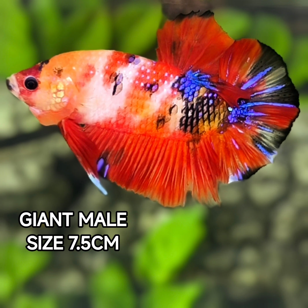 Multicolor Koi Metalic JUMBO GIANT HMPK Male