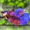 Multicolor Candy Galaxy JUMBO GIANT HMPK Betta Fish Male