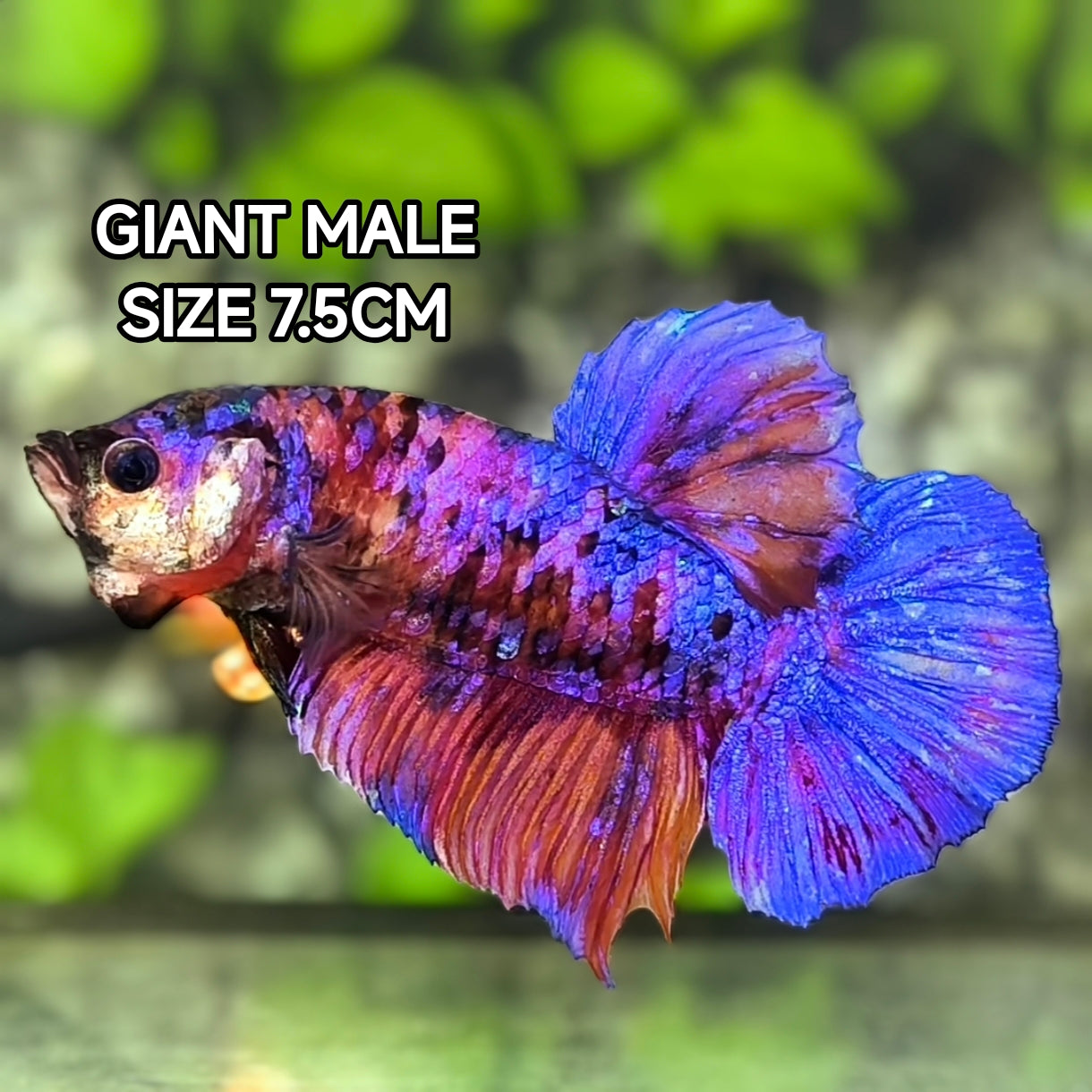 Multicolor Candy Galaxy JUMBO GIANT HMPK Betta Fish Male